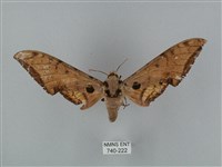 裂斑鷹翅天蛾藏品圖，第1張