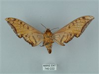 裂斑鷹翅天蛾藏品圖，第2張