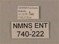 裂斑鷹翅天蛾藏品圖，第3張