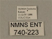 全緣缺角天蛾藏品圖，第3張