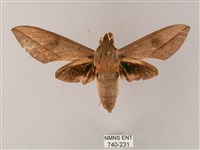 藏斜紋天蛾藏品圖，第1張