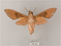 藏斜紋天蛾藏品圖，第2張