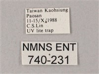 藏斜紋天蛾藏品圖，第3張