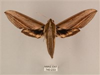 棕綠背線天蛾藏品圖，第1張