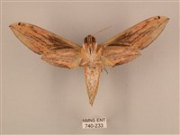 棕綠背線天蛾藏品圖，第2張