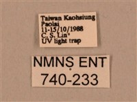 棕綠背線天蛾藏品圖，第3張