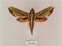 斜綠天蛾藏品圖，第1張