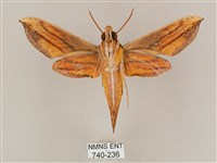 斜綠天蛾藏品圖，第2張