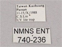 斜綠天蛾藏品圖，第3張