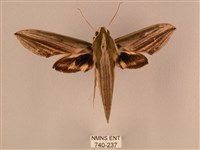 棕綠背線天蛾藏品圖，第1張