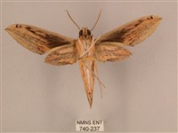 棕綠背線天蛾藏品圖，第2張