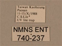 棕綠背線天蛾藏品圖，第3張