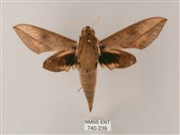 藏斜紋天蛾藏品圖，第1張