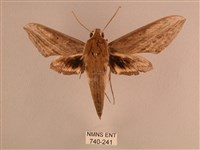 背線天蛾藏品圖，第1張