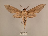 背線天蛾藏品圖，第2張