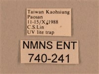 背線天蛾藏品圖，第3張