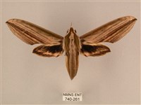 棕綠背線天蛾藏品圖，第1張