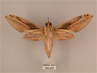 棕綠背線天蛾藏品圖，第2張