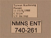 棕綠背線天蛾藏品圖，第3張