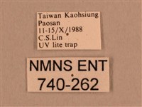 背線天蛾藏品圖，第3張