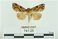 粉紅帶散紋夜蛾藏品圖，第1張