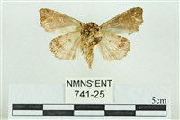 粉紅帶散紋夜蛾藏品圖，第2張