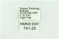 粉紅帶散紋夜蛾藏品圖，第3張