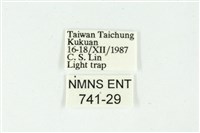 白斑散紋夜蛾藏品圖，第3張