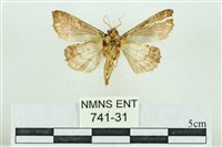 粉紅帶散紋夜蛾藏品圖，第2張