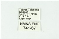 白斑散紋夜蛾藏品圖，第3張