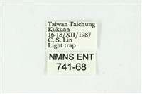 白斑散紋夜蛾藏品圖，第3張