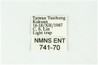 白斑散紋夜蛾藏品圖，第3張