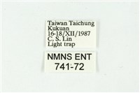 白斑散紋夜蛾藏品圖，第3張