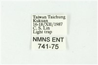 白斑散紋夜蛾藏品圖，第3張