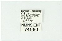 白斑散紋夜蛾藏品圖，第3張