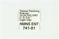 白斑散紋夜蛾藏品圖，第3張