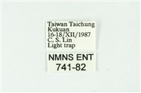 白斑散紋夜蛾藏品圖，第3張