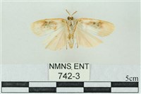 臺雪苔蛾藏品圖，第2張