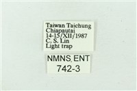 臺雪苔蛾藏品圖，第3張