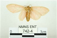 三條橙燈蛾藏品圖，第2張