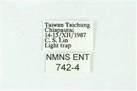 三條橙燈蛾藏品圖，第3張