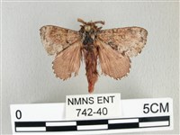 銀肩枯葉蛾藏品圖，第1張