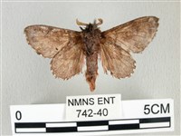 銀肩枯葉蛾藏品圖，第2張