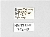 銀肩枯葉蛾藏品圖，第3張