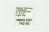 白斑散紋夜蛾藏品圖，第3張