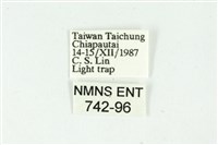 白斑散紋夜蛾藏品圖，第3張