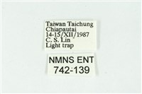 白斑散紋夜蛾藏品圖，第3張