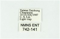 白斑散紋夜蛾藏品圖，第3張