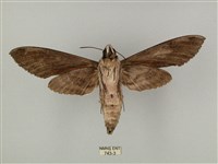 蝦殼天蛾藏品圖，第2張