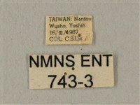 蝦殼天蛾藏品圖，第3張